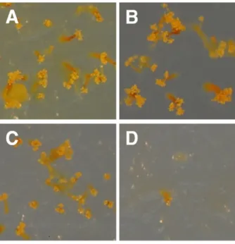 Fig. 3. Effects of agar content on C. crocatus KYC2823 fruiting  body development. Twenty-microliter spots of cells at a concentration of 2 × 10 8  cells/ml, which were cultured on CY plates, were placed  on WC plates containing 0.5% (A), 1.5% (B), and 3.0