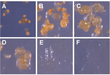 Fig. 5. Effects of casitone content on C. crocatus KYC2823 fruiting body development. Twenty-microliter spots of cells at a concentration of 2 