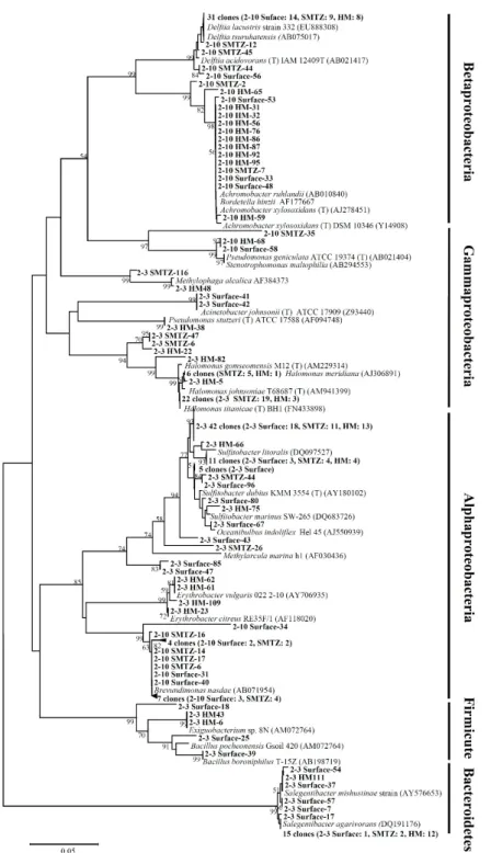 Fig. 3. Phylogenetic tree of bacterial 16S rRNA genes from UBGH2-3 and UBGH2-10 sediments