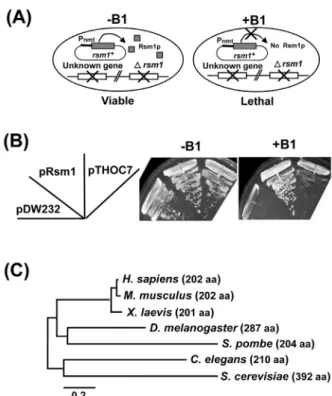 Fig. 1. Isolation of thoc7 (SPCC24B10.11c) that complements the  growth defect of synthetic lethal mutant, SLRsm1
