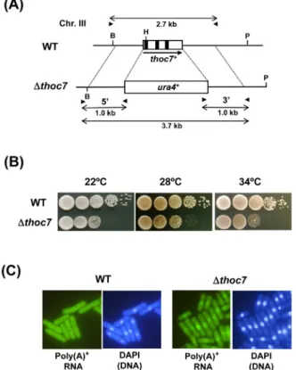 Fig. 2. S. pombe thoc7 deletion mutants showed the slight defects of  both growth and mRNA export