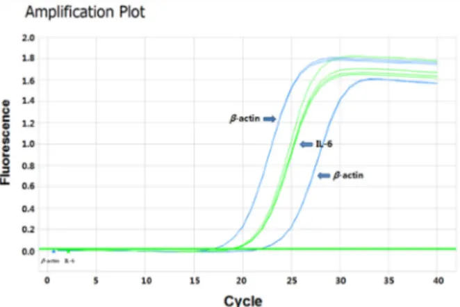 Fig. 1. Amplification of IL-6 gene. Realtime PCR for the amplification  of IL-6 mRNA in MDA-MB-231 cell was performed