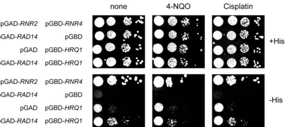 Fig. 4. Effect of rad4Δ on yeast two-hybrid interactions between Hrq1 and Rad14. The plasmids transformed into the rad4Δ strain are indicated  at the left of the figure
