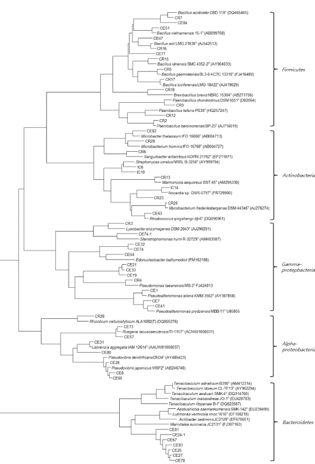 Fig. 1. Phylogenetic tree based on comparison of the 16S rDNA gene sequences of bacteria isolated from C