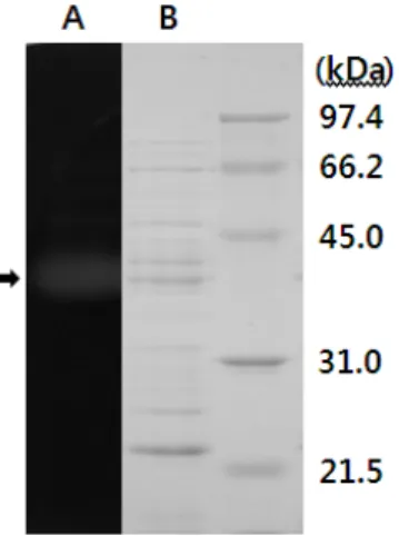 Fig. 3. pH optimum and pH stability of the crude enzyme. Buffers  (50 mM) used were as follows: sodium citrate (pH 3–6), sodium  phosphate (pH 6–8), Tris (pH 8–9), KCl-borate (pH 9–10), sodium  carbonate (pH 10–11), and sodium phosphate/NaOH (pH 11–12)