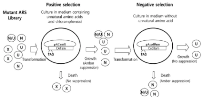 Fig. 1. A general selection process to isolate a mutant ARS(s) that ligates an unnatural amino acid to an orthogonal suppressor tRNA