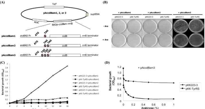 Fig. 3. Establishment of a negative selection system. (A) Diagram of pAccdBam1, 2, and 3 plasmids