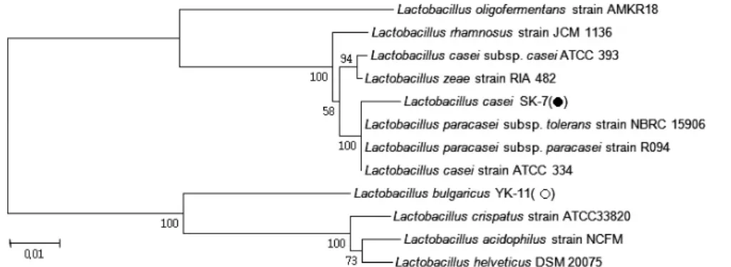 Fig. 1. Phylogenetic analysis of L. casei SK-7 (●) and L. bulgaricus YK -11 (○) related bacteria of the Lactobacillus subspecies group based  on 16S rRNA sequence comparisons.