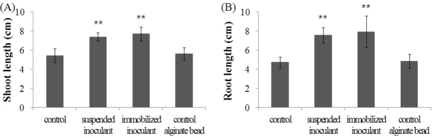 Fig. 1. Shoot length (A) and root length (B) of 30-day grown tomato seedlings treated with A