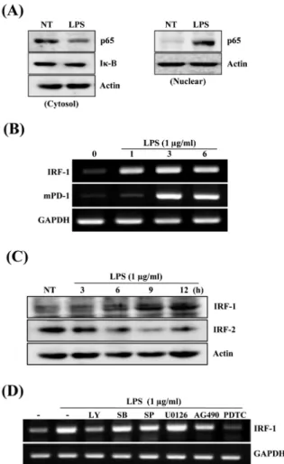 Fig. 4. Effects of transcription factors NF-κB and IRF-1 in  LPS-stimualted Raw264.7 cells