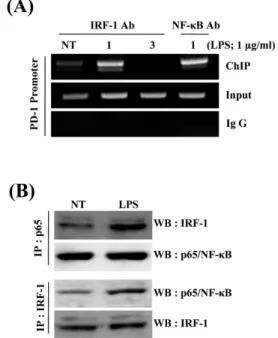 Fig. 5. Binding of IRF-1 and NF-κB to PD-1 promoter and analysis  of their interaction