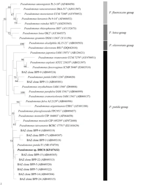 Fig. 3. Phylogenetic tree based on the partial sequence of 16S rRNA genes of library clones and Pseudomonas sp