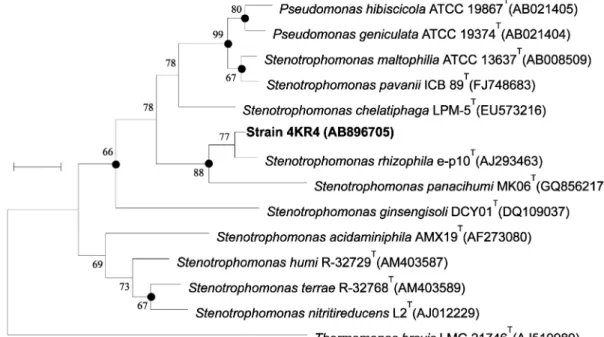 Fig. 3. Phylogenetic relationships of strain 4KR4 and genera Stenotrophomonas based on similarities of 16S rRNA