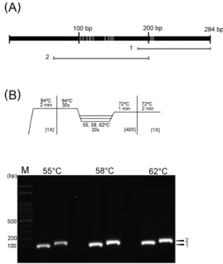 Fig. 1. Detection of Nosema-specific DNA fragment by PCR. Small  subunit ribosomal RNA (SSU rRNA; lane 3) and internal control  (β-actin; lane 5) were amplified by PCR