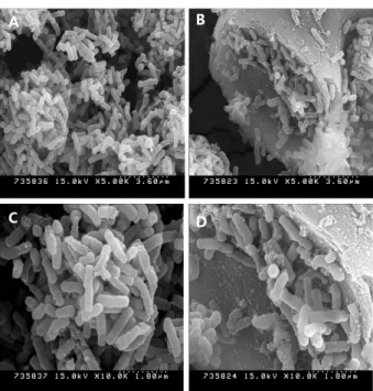 Fig. 1. Matrix structure of dual coated bacteria. Fig. 2. Field emission scanning electron microscope images of the  non-coating (A, C) and dual coating (B, D) Bifidobacterium blend.