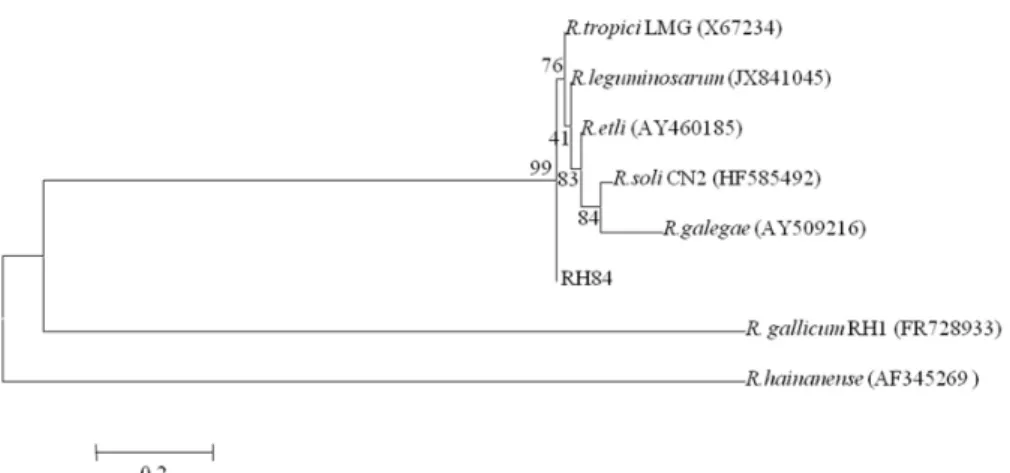 Fig. 3. Neighbor-joining tree based on almost-complete 16S rRNA gene sequences, showing phylogenetic relationships between strain RH84  and species from Rhizobium genus