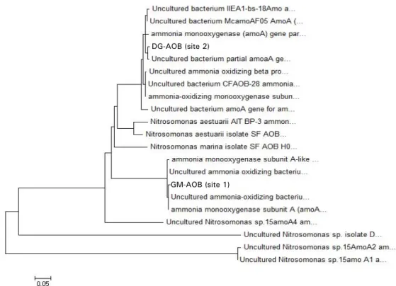 Fig. 2. Phylogenetic tree of the ammonia oxidizing bacteria strain, GM-AOB, DG-AOB based on amoA gene obtained from the samples of 2  sites in Nak-Dong River