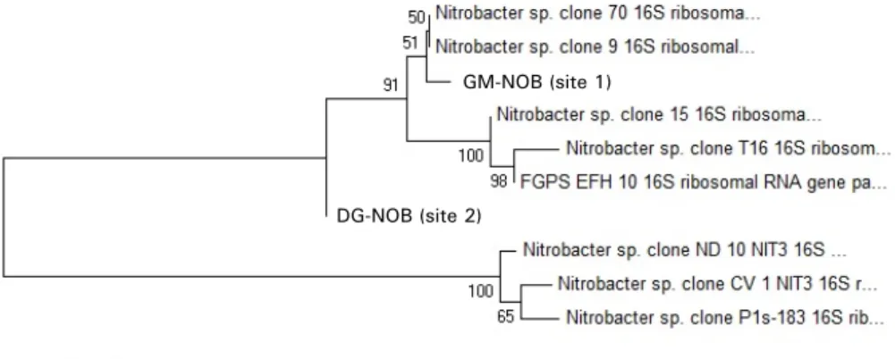Fig. 4. The variations of α·β·γ-Proteobacteria to total counts (%) in  Nak-Dong River.