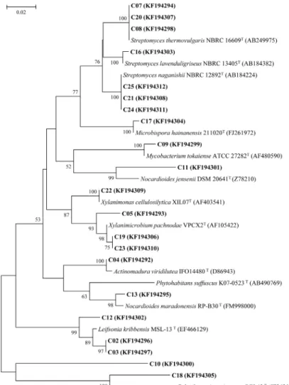 Fig. 2. Phylogenetic tree of uncultured actinomycetes and related actinobacterial type strains based on partial 16S rRNA gene sequences