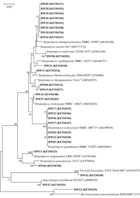 Fig. 3. Phylogenetic tree of representative isolates and related actinobacterial type strains based on almost full length of 16S rRNA gene  sequences