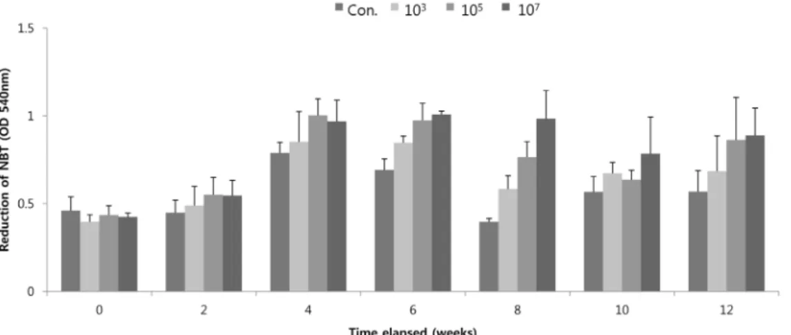 Fig. 2. NBT reduction of Olive flounder that was fed with Bacillus sp. IS-2 and non-mix control diet for 12 weeks.