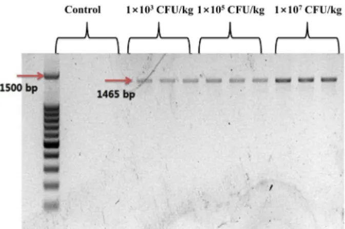 Fig. 6. Detection of Bacillus sp. IS-2 in the intestines of Bacillus sp. 