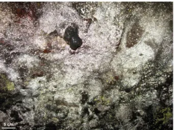 Fig. 1. Light-reflecting cave biofilm on the wall in cave Daesubee. filteration)을 통해 PCR 저해 물질을 제거하고 최종적으로 세균 및 고세균의 16S rRNA 유전자 증폭에 이용하였다