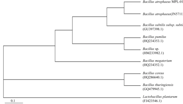 Table 1. Fatty acids composition of B. atrophaeus MPL-01 by MIDI Sherlock System