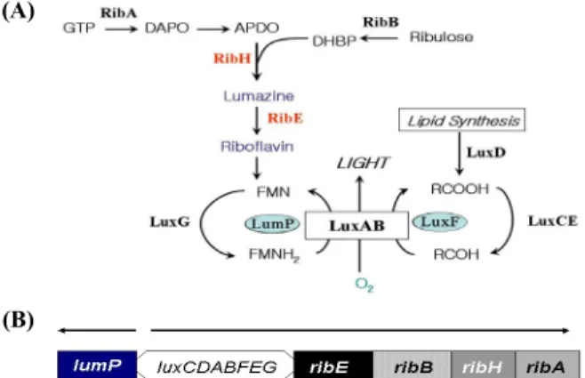 Fig. 2. (A) Internal amino acid sequences between N-terminal half  and C-terminal half of lumazine protein from P