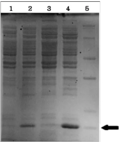 Fig. 3. Nucleotide sequences and their corresponding translated amino acid sequences of N-LumP 118 wt