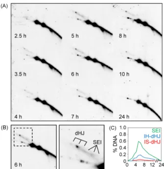 Fig. 4. Two-dimensional (2-D) analysis. (A) Image of 2-D analysis  gel hybridized with probe A showing the dHJs, SEIs