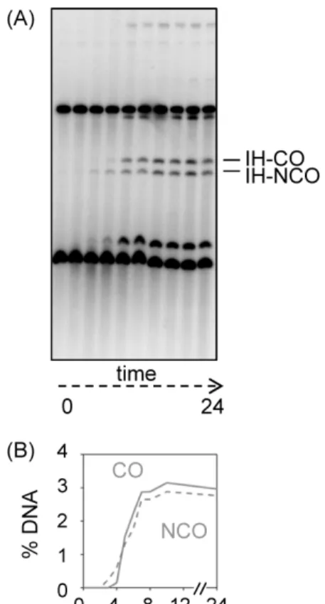 Fig. 5. Crossover/Non-crossover (CO/NCO) analysis. (A) Image of  CO/NCO analysis gel hybridized with probe A showing the  crossover (CO) and non-crossover (NCO)