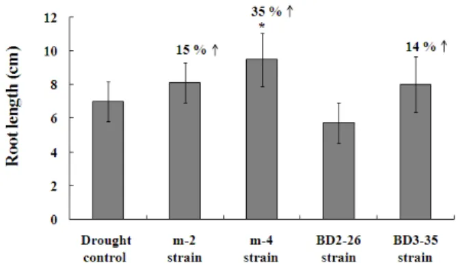 Fig. 3. Root length of 7-day grown tomato root after inoculation of  rhizobacterial strains to 7-day old tomato seedlings (* p<0.05).