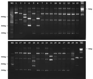 Fig. 1. BOX-PCR patterns of genomic DNA from clinical isolates  of multidrug-resistant P