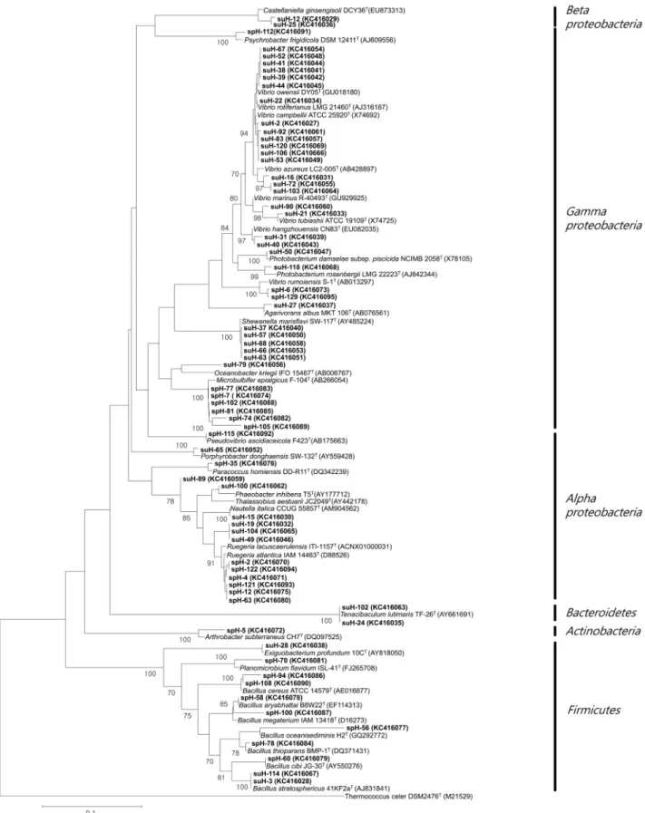 Fig. 3. Phylogenetic relationships were determined by the 16S rDNA sequences of the bacterial isolates from the marine sponge H
