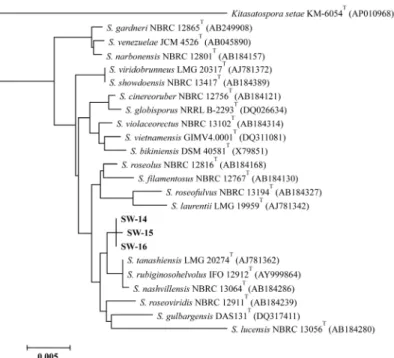 Fig. 1. Phylogenetic tree based on the 16S rRNA gene sequence of isolates and related species of Streptomyces