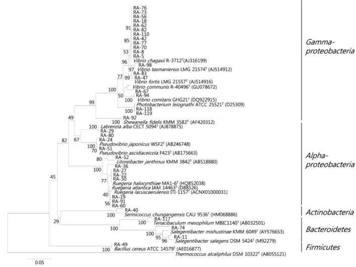 Fig. 3. Phylogenetic relationship were determined by the 16S rDNA sequences of the isolated bacterial strains from the marine sponge, A