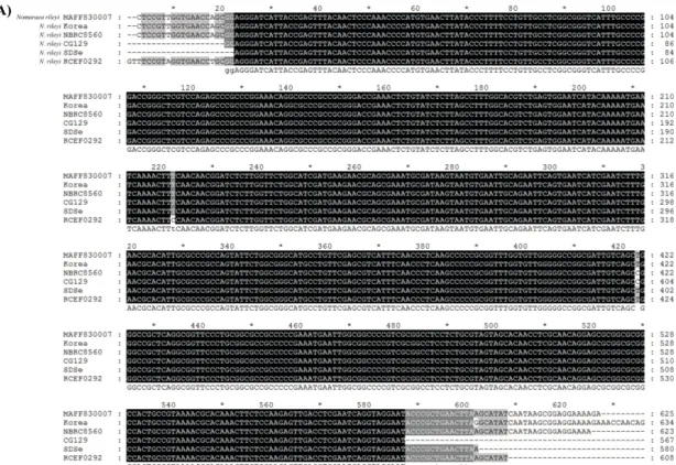 Fig. 2. Aliments of nucleotide sequences of ITS (A), β-tubulin (B), and EF1-α (C) region specific PCR products from isolated fungus (SDSe)  with high similarity sequences of those from NCBI, respectively