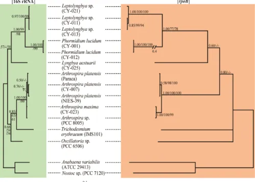 Fig. 1. Bayesian trees inferred from 16S rRNA (left) and rpoB (right) sequences for members of the order Oscillatoriales