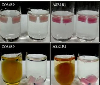 Fig. 5. Confirmation of growth inhibition of two strains of F. 
