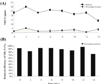 Fig. 3. Concentration &amp; removal efficiency of NH 3 -N. Squire; influent, diamond; mini raceway open pond using municipal wastewater.