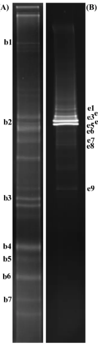 Fig. 6. DGGE profiles based on 16S rRNA gene (A), 18S rRNA  gene (B) generated from mini raceway open pond