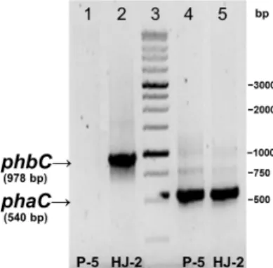 Fig. 2. PCR analysis of the MCL-PHA synthase gene (phaC) and  SCL-PHA synthase gene (phbC) in P