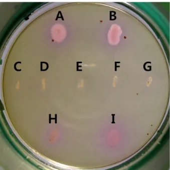 Fig. 1. Color development on the synthetic medium containing  histidine, tyrosine, and cresol red as pH indicator during incubation  of biogenic amine-producing bacterial strains