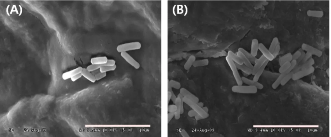 Fig. 2. Scanning electron micrographs of B. subtilis SCS B1106 and B. amyloliquefaciens SCS B1307 with biogenic amine-degrading activities
