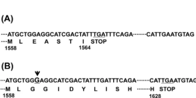 Fig. 1. Nucleotide and deduced amino acid sequences of the region  showing a difference in nup184 gene