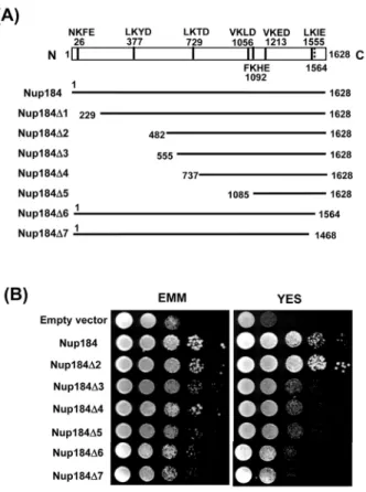Fig. 3. Localization of poly(A) +  RNA. Cells transformed with various plasmids as indicated were grown to the mid-log phase in appropriately supplemented EMM at 29℃