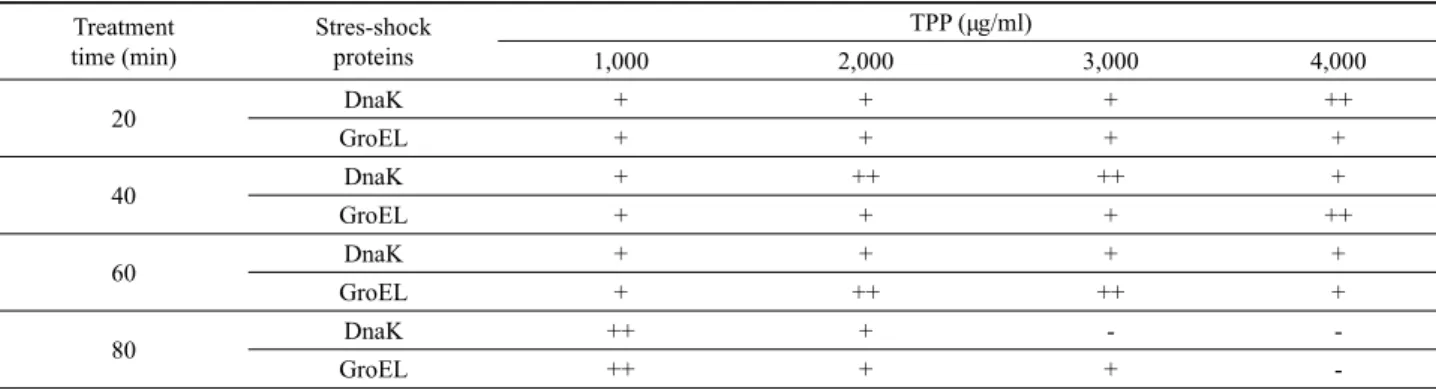 Fig. 4. Induction of stress shock proteins in S. typhimurium treated  with 2,000 µg/ml TPP concentrations for different times