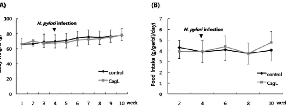 Fig. 1. Expression and purification of recombinant CagL protein. (A) SDS-PAGE analysis for pET281-26695 CagL purification processes