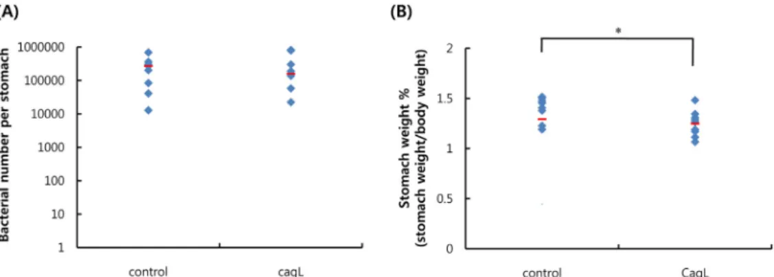 Fig. 4. The colonization of H. pylori infect in the gastric mucosa of Mongolian gerbils and relative stomach weight per body weight